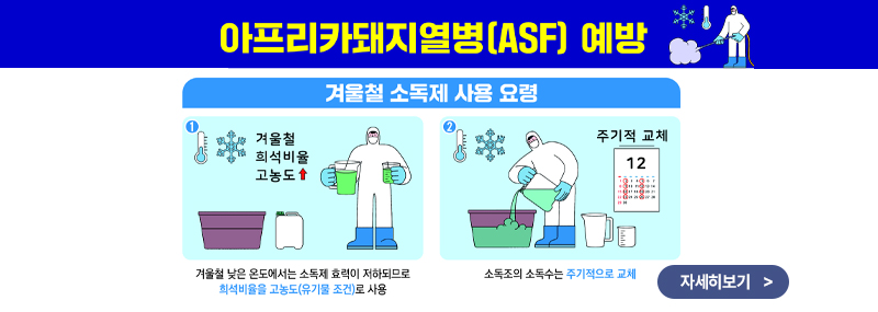 아프리카 돼지열병(ASF) 예방 [겨울철 소독제 사용 요령] 1.겨울철 낮은 온도에서는 소독제 효력이 저하되므로 희석비율 고농도(유기물 조건) 로 사용 2.소독조의 소독수는 주기적으로 교체 (자세히 보기>)
