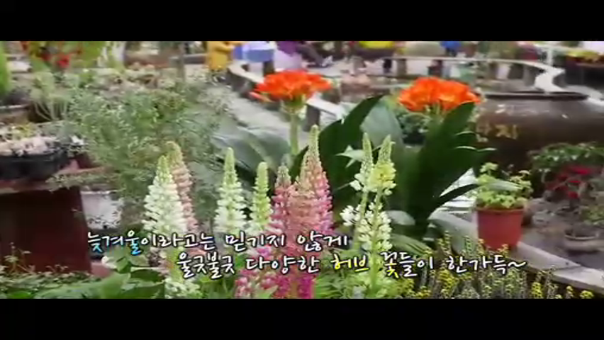 스마트보령뉴스(3.8)- 봄이 오는 꽃길에서