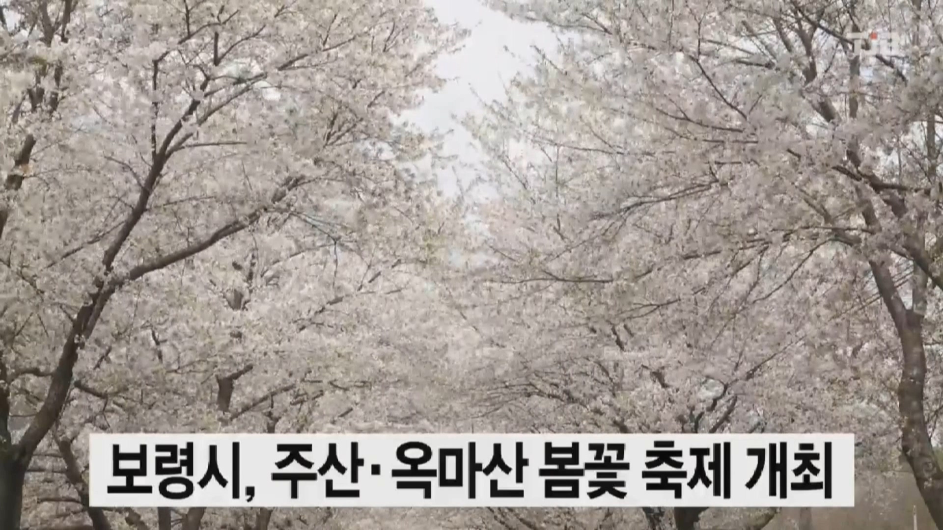[0403 TJB 뉴스]보령시 주산 옥마산 봄꽃 축제 오는 9일 13일 개최