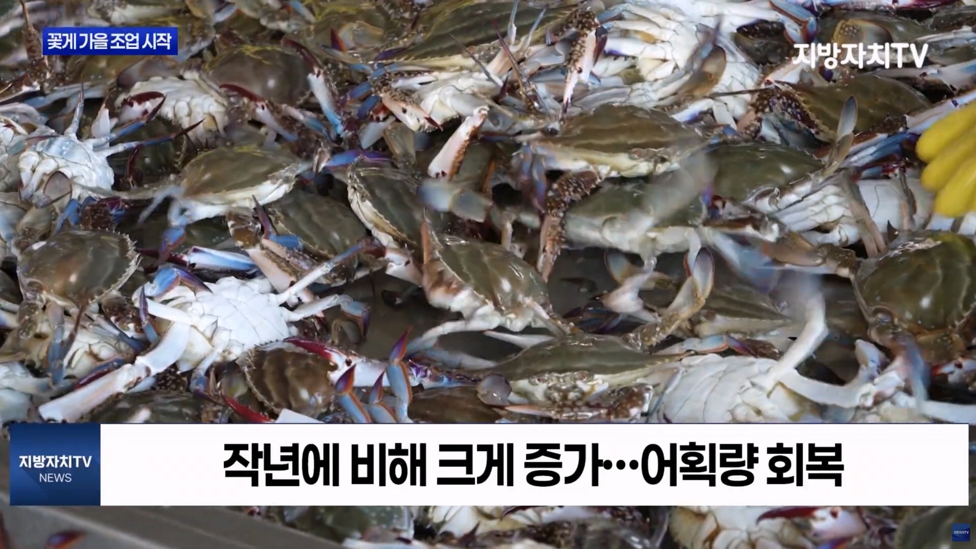 [0915 지방자치TV 뉴스]보령시 꽃게 금어기 해제 가을조업 시작