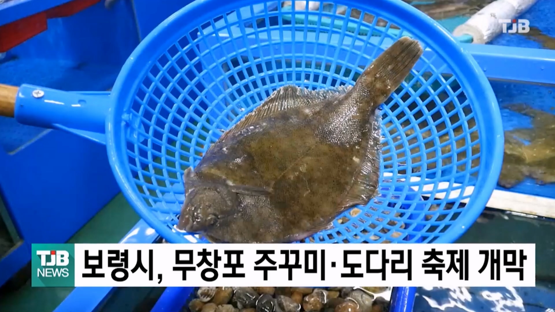 [0317 TJB 5시 40분 뉴스]보령시 무창포 주꾸미 도다리 축제 20일 개막