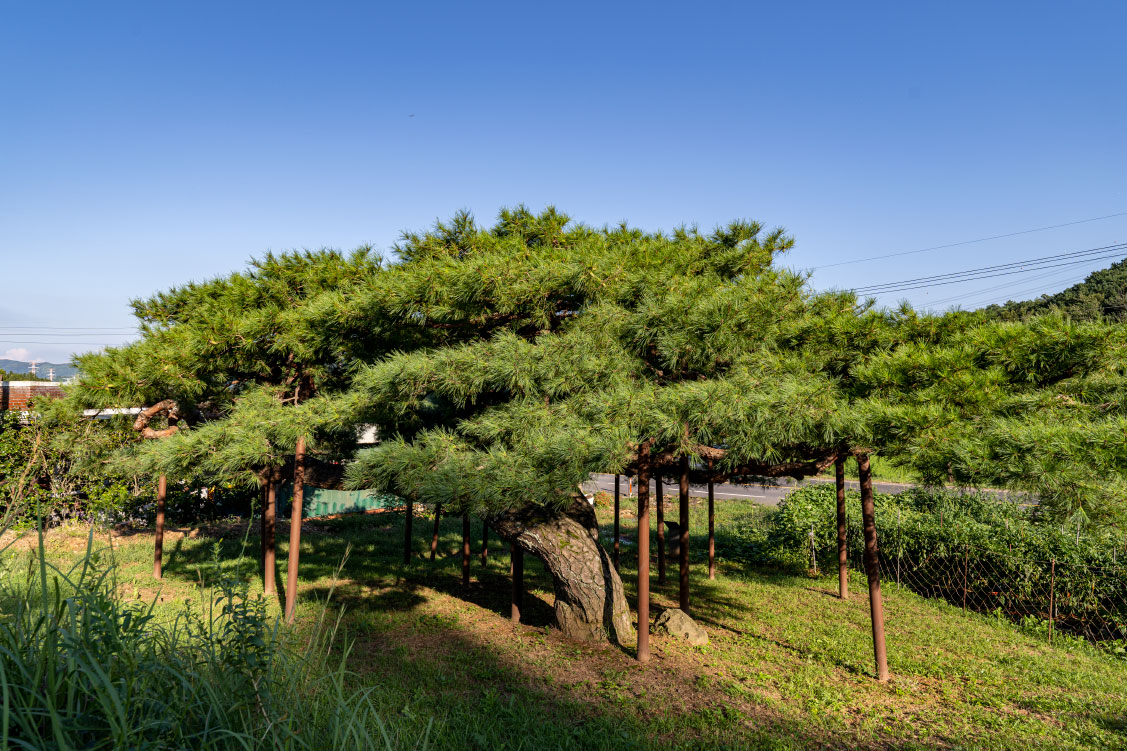 보령 산수동 소나무(保寧 山水洞 소나무)