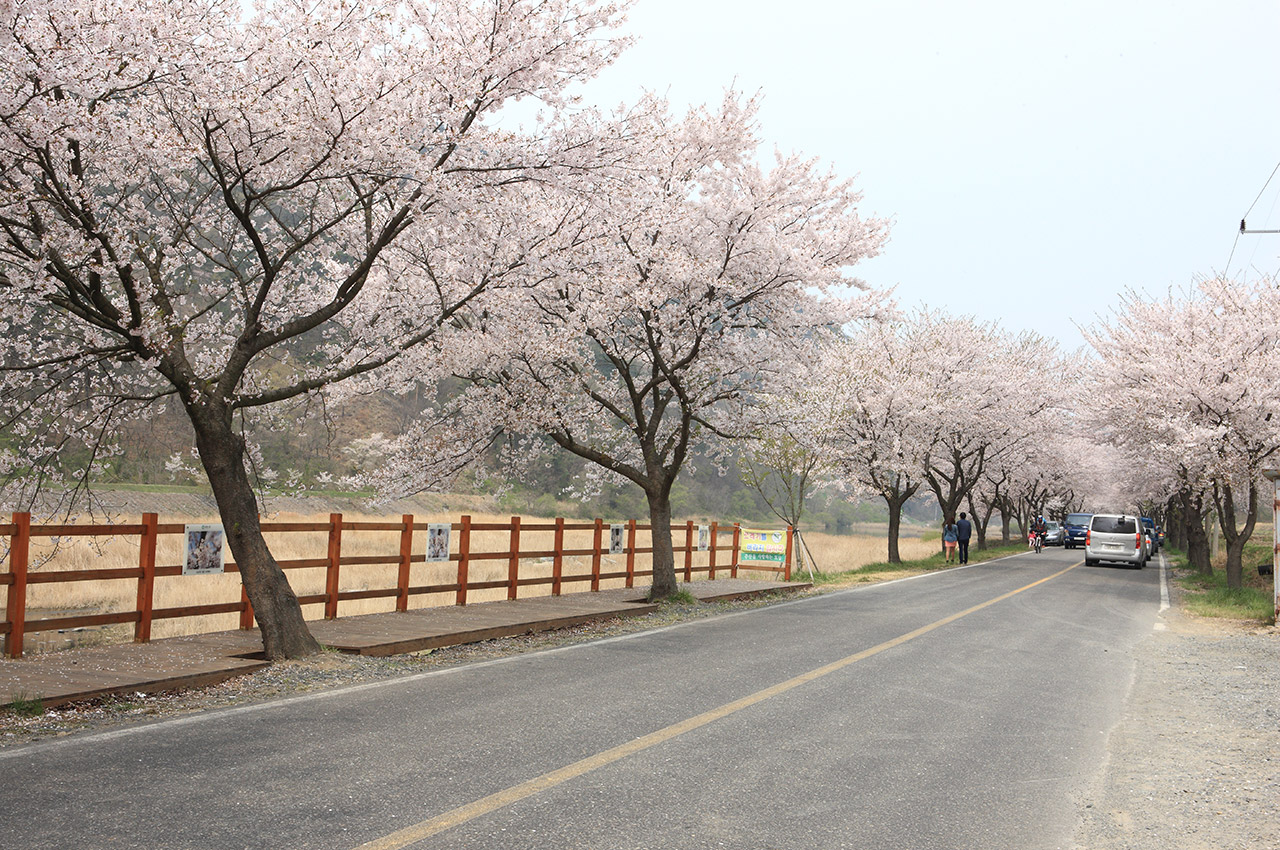 주산벚꽃축제 사진