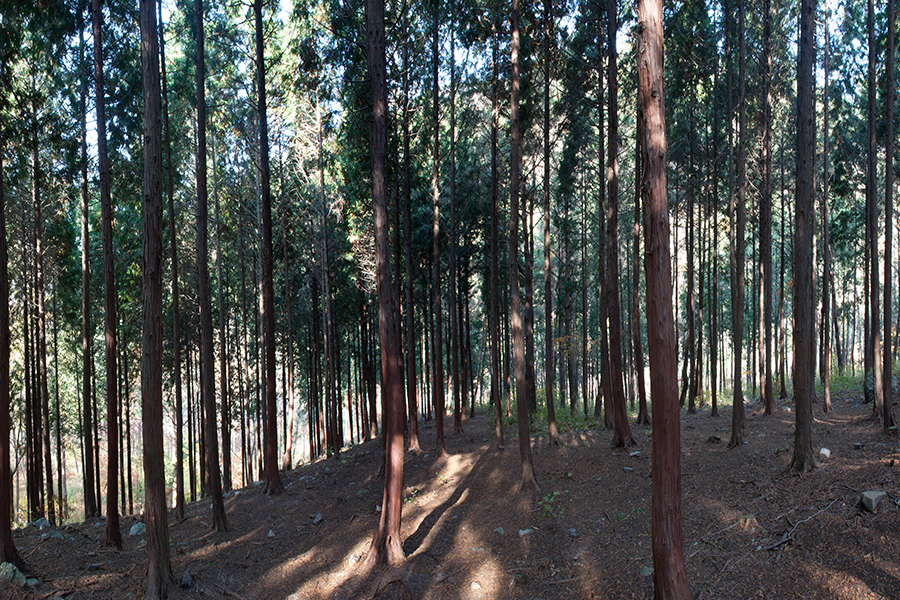 성주산휴양림 편백나무숲