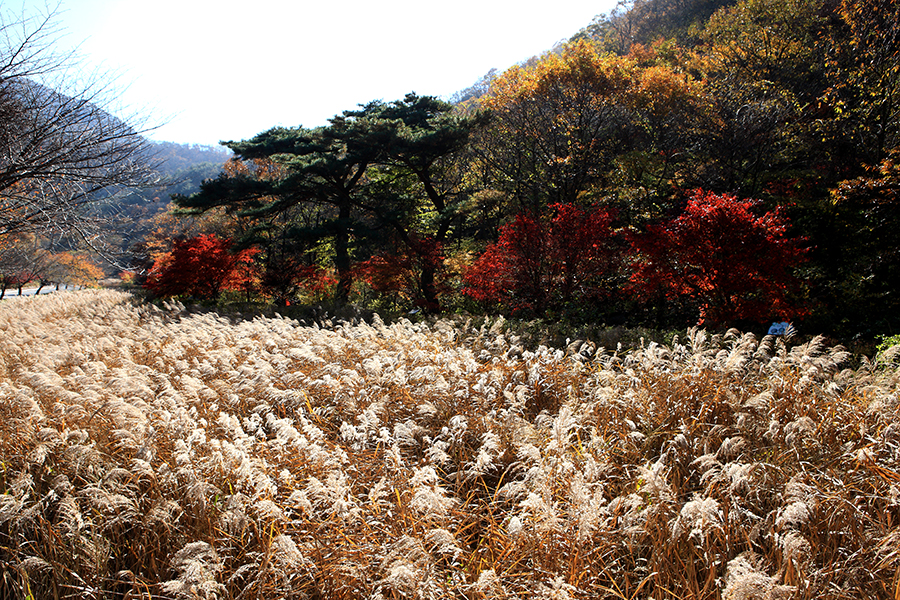 성주산휴양림 가을 갈대밭